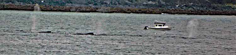 whale blows